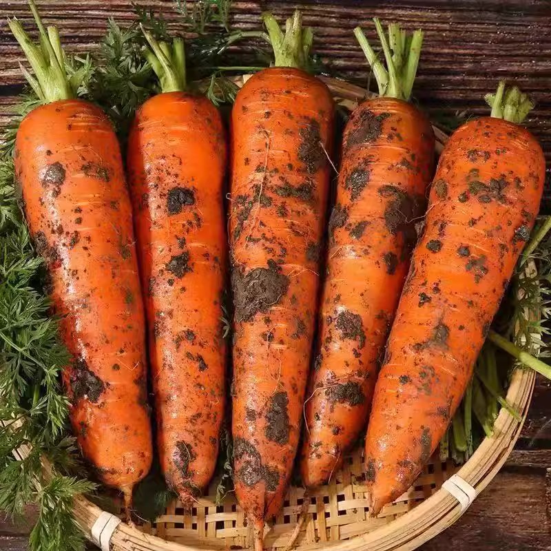 【六姐专属】现挖现发农家自种新鲜带泥精品胡萝卜脆甜可口营养健康