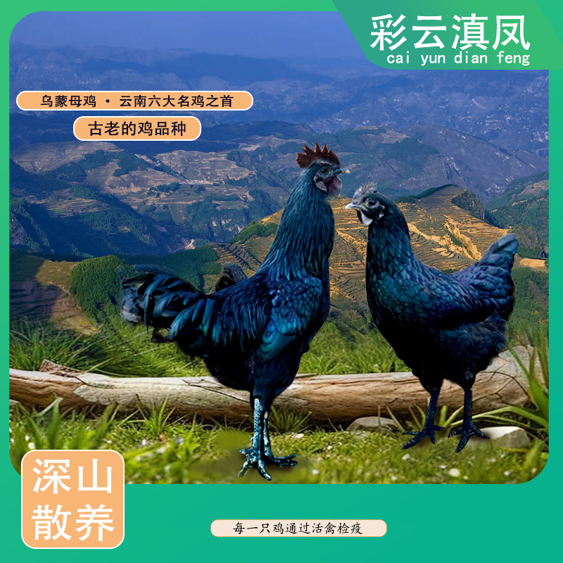 乌骨鸡公母 农家散养老品种土鸡 3斤/只 顺丰冷链