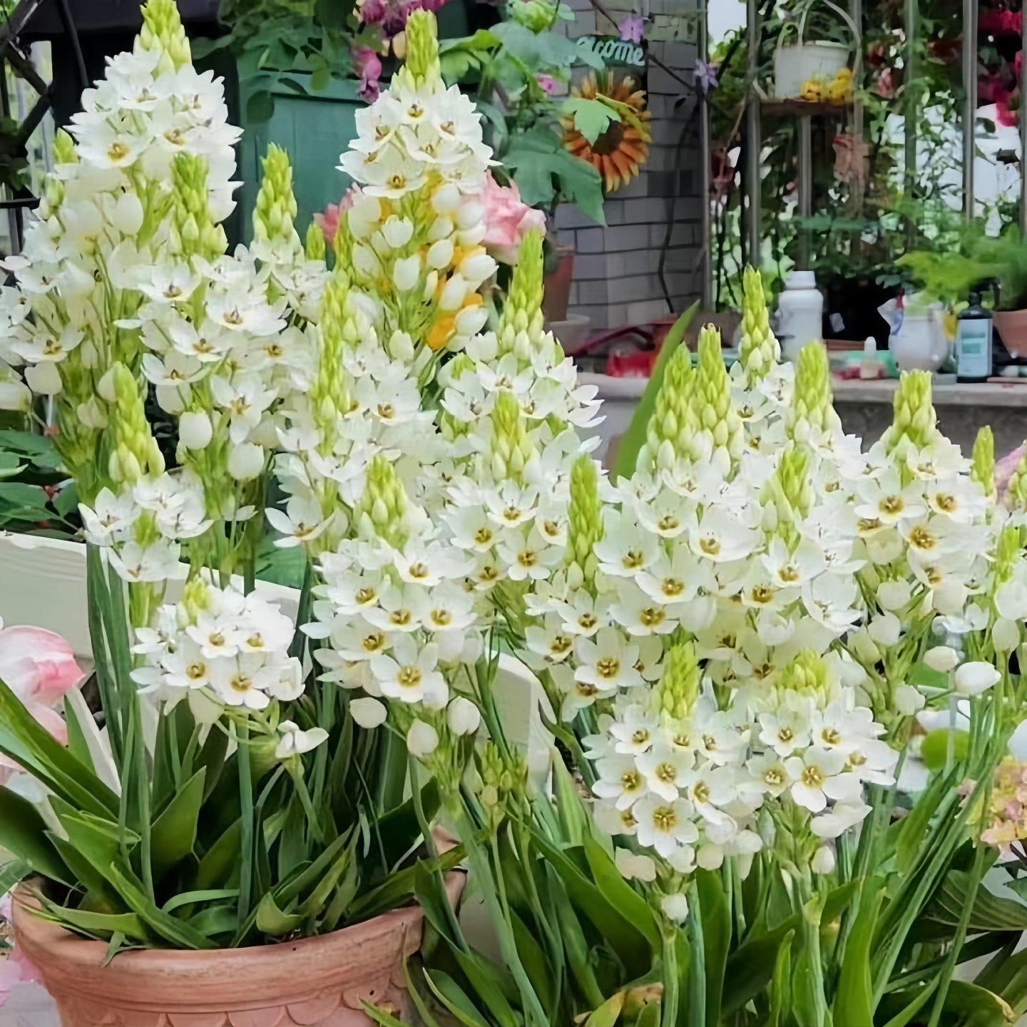 现货圣心百合种球虎眼万年青种子新手易养多年生耐寒阳台球根花卉