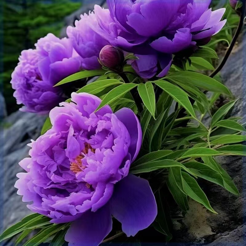 新品芍药花苗重瓣带芽大根块四季开花多年生阳台庭院浓香观花盆栽