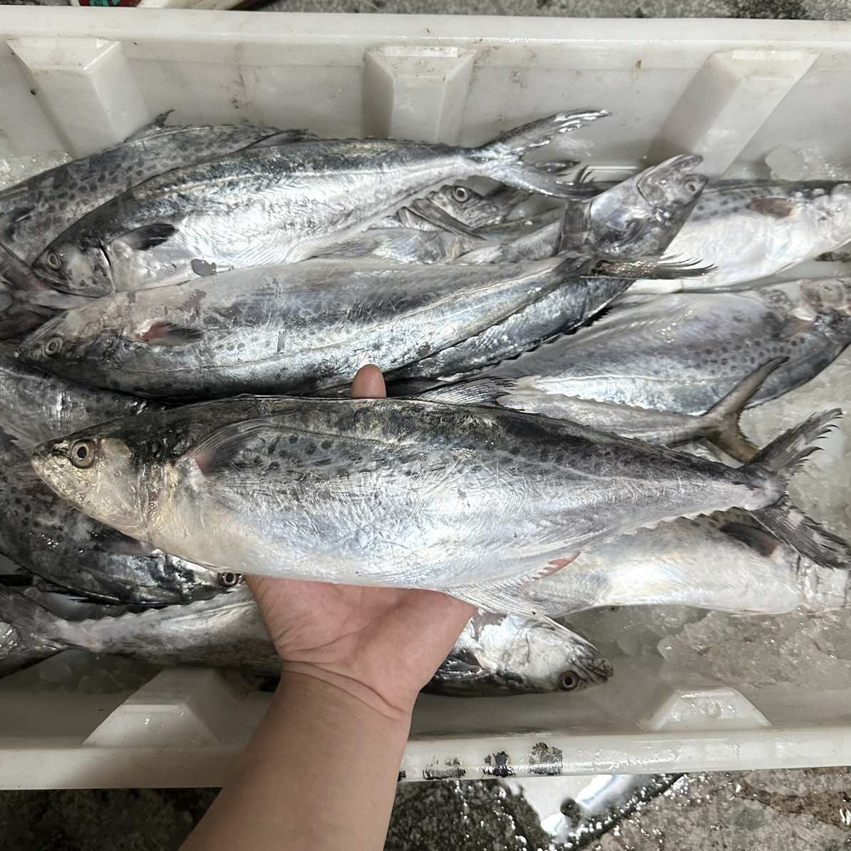白腹马胶汕尾本港新鲜刚上岸整条发马鲛鱼