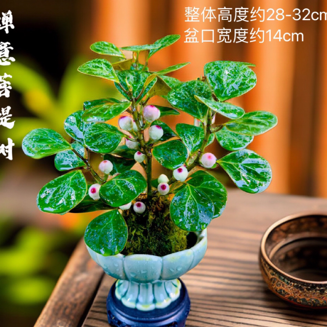 小盼菩提树带花盆室内苔藓球微景观绿植盆栽水培植物禅意带果好养