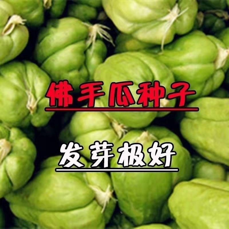 高产佛手瓜种瓜四季根扶手佛手佛瓜苗龙须菜洋丝瓜佛手瓜
