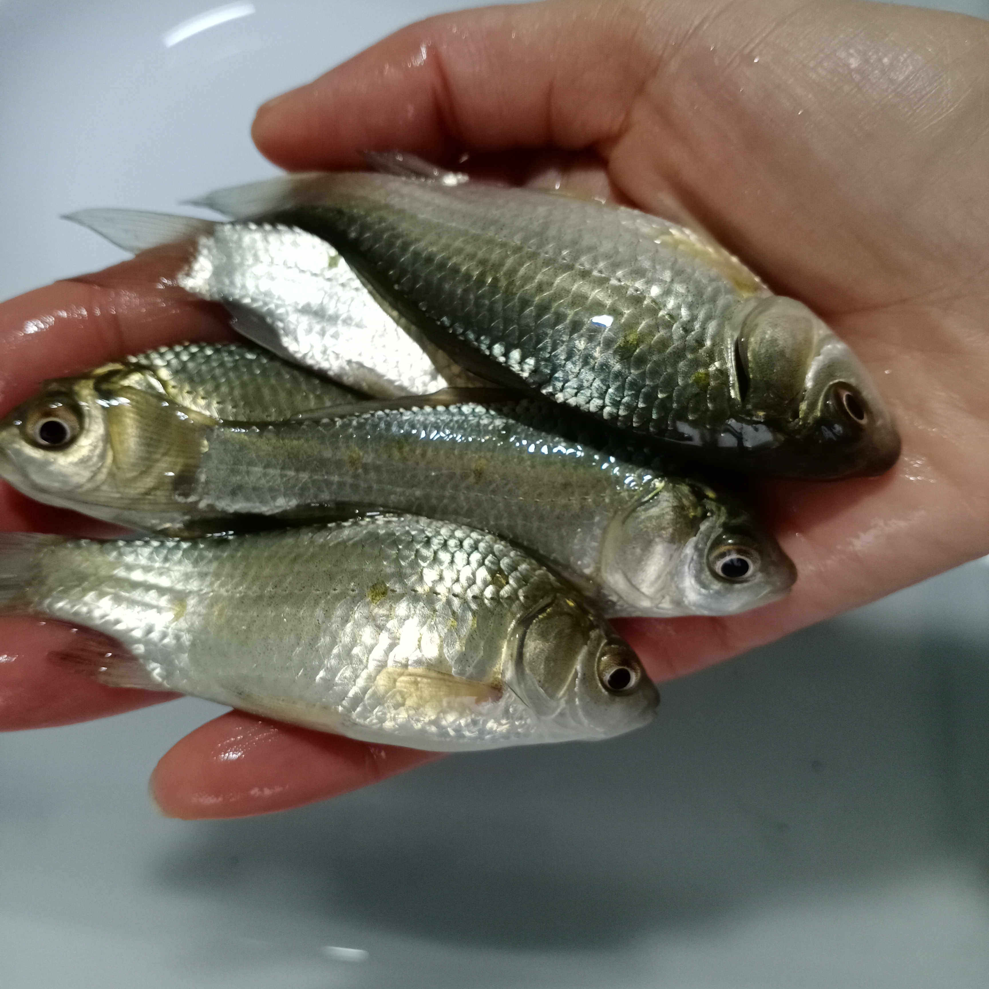 【活体】贵州鲫鱼高背鲫鱼大板鲫鱼（2-12厘米）观赏鱼淡水鱼冷水鱼