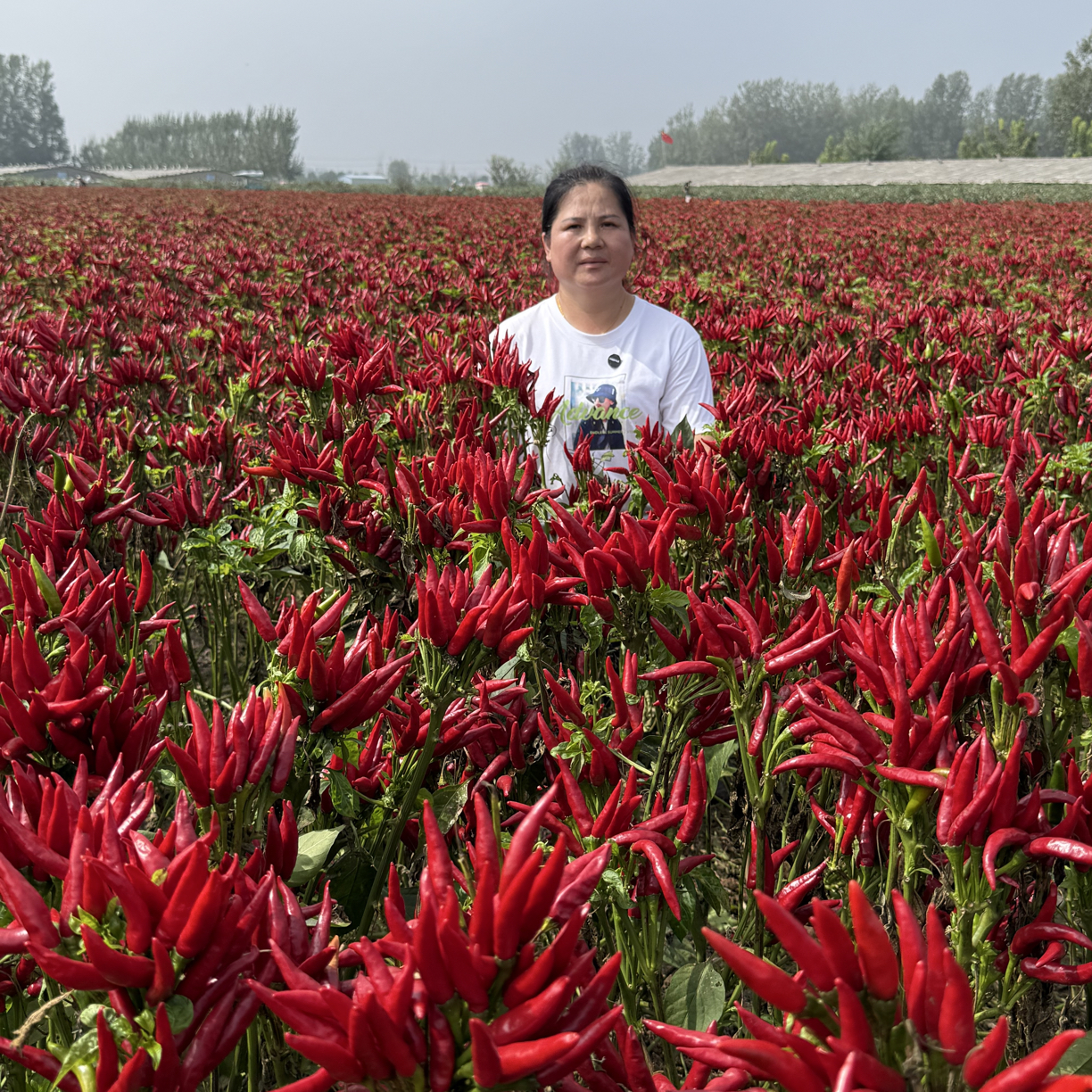 金满丰盛（椒满多）助剂