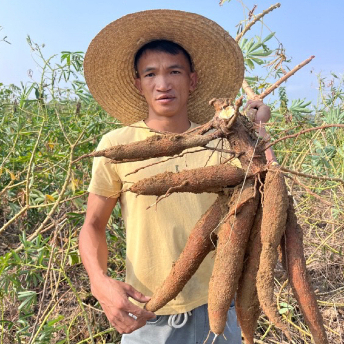 正宗黄心面包木薯粉糯Q弹新鲜现挖