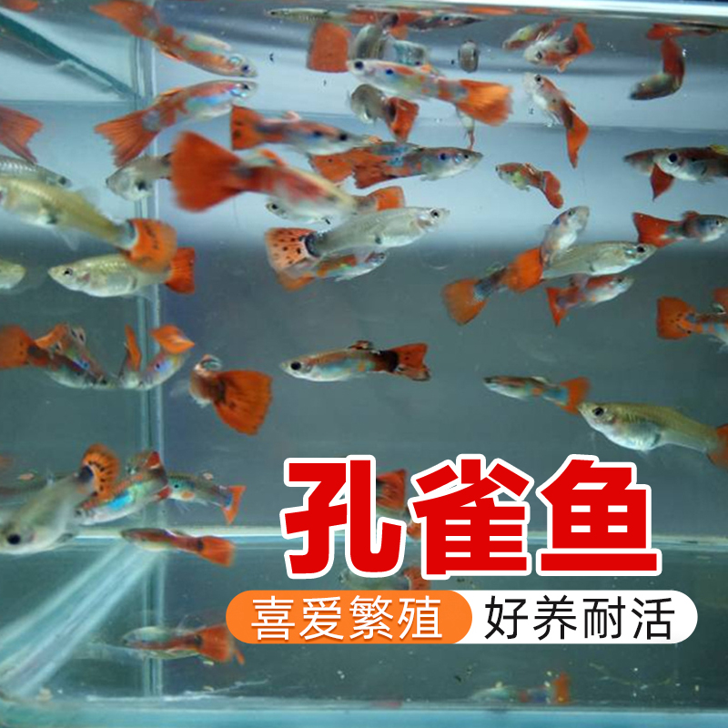 【30条孔雀鱼】小型胎生鱼凤尾鱼灯科鱼杂袍孔雀鱼易活热带观赏鱼
