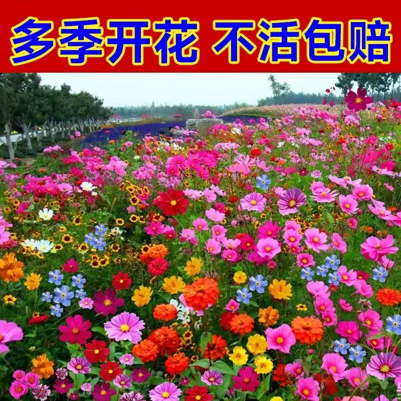 混色野花组合花卉种子适合庭院阳台太阳花四季播种开花