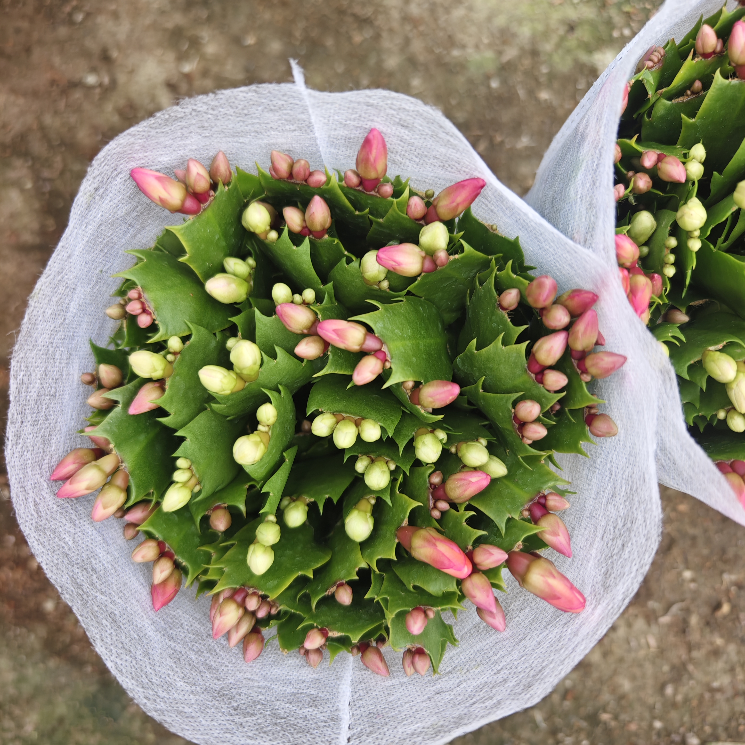 蟹爪兰带盆四季开花简单懒人盆栽耐旱好养易活净化防辐射盆栽