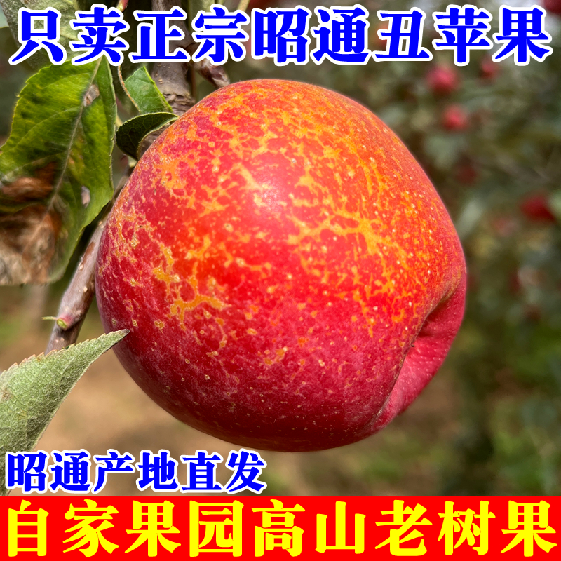 正宗云南昭通丑苹果冰糖心红富士苹果净重9斤5斤当季孕妇新鲜水果