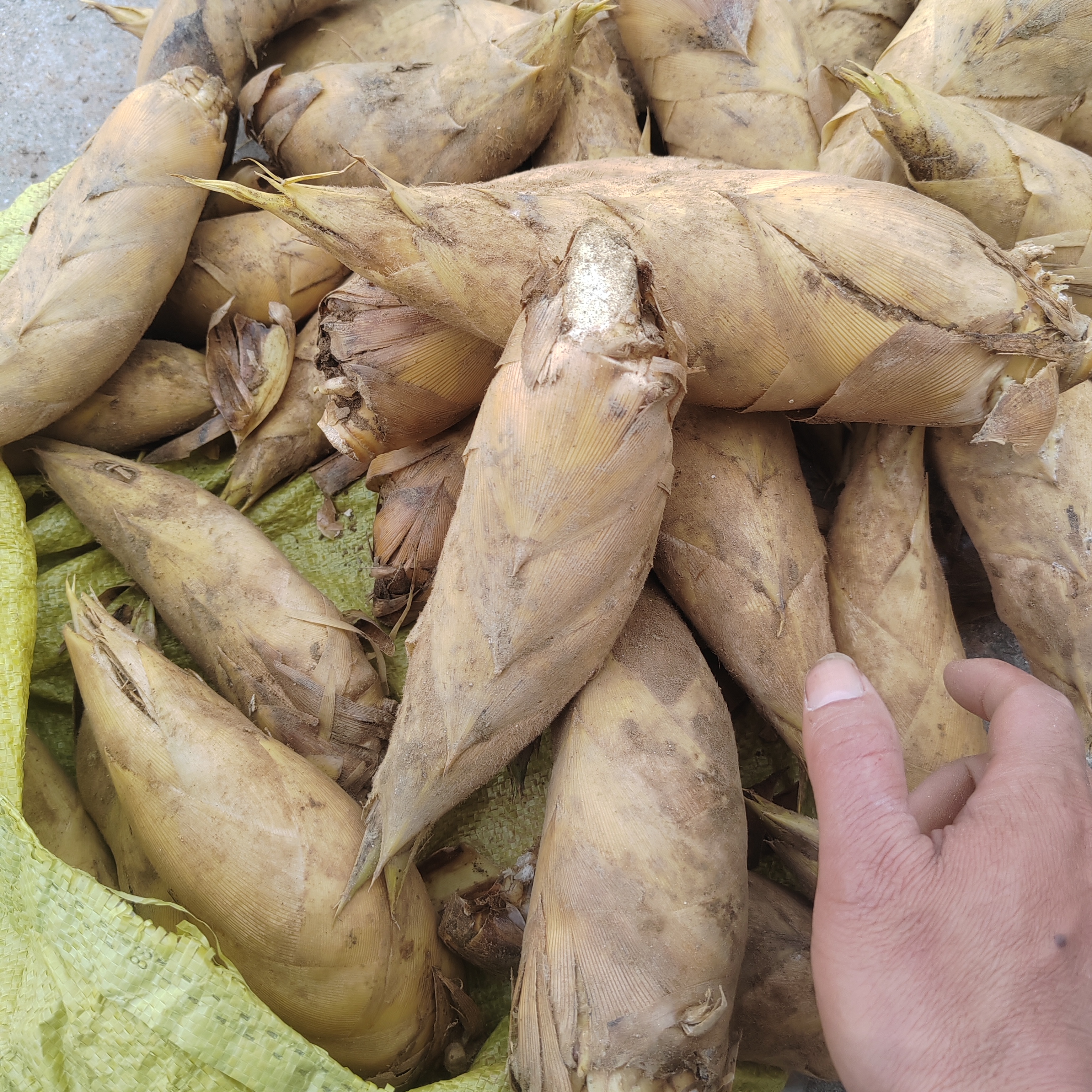 江西宜春宜丰双峰林场高山黄泥巴新鲜冬笋产地直发现挖现发