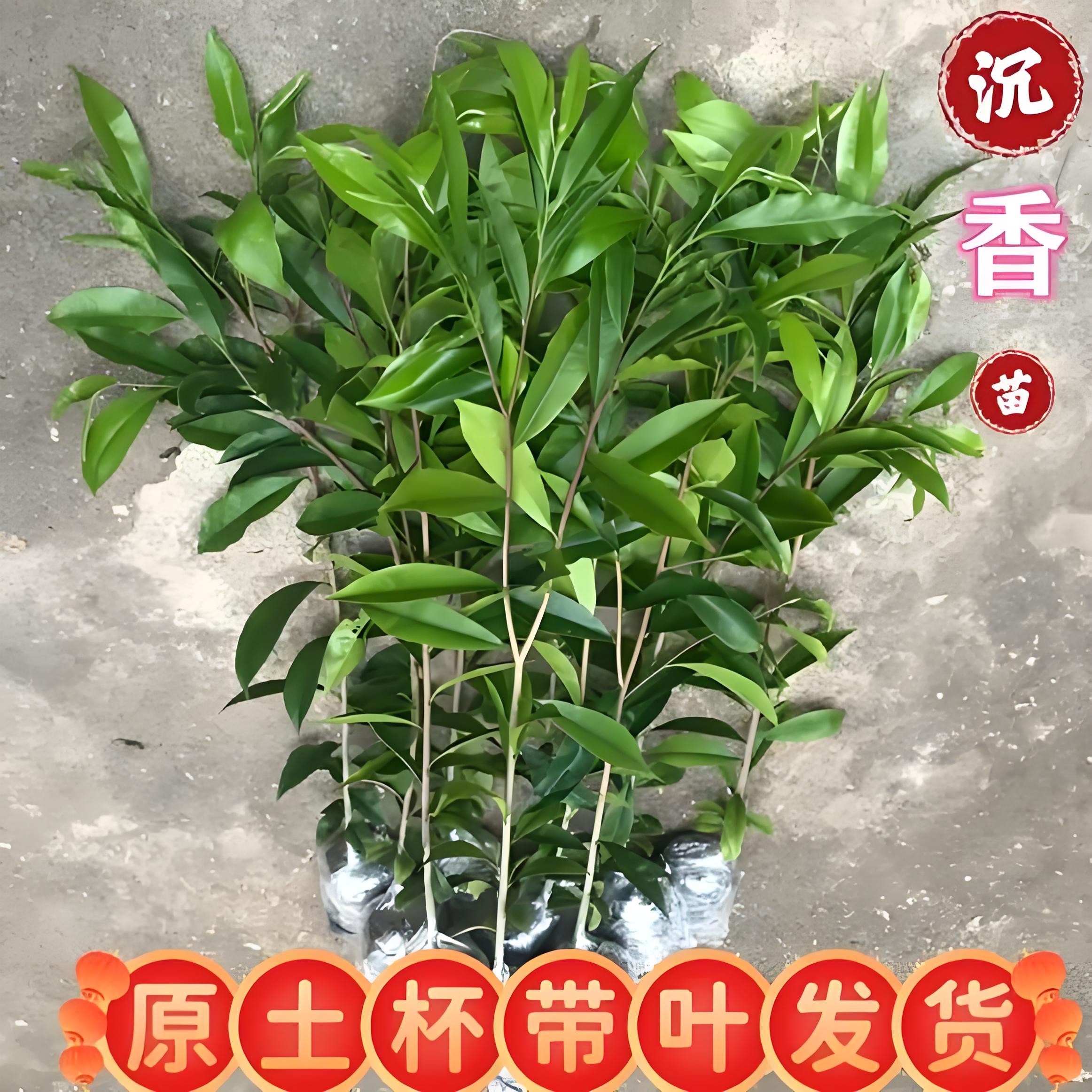 正宗海南沉香树苗奇楠沉香苗庭院名贵树苗珍贵药材海南沉香绿化