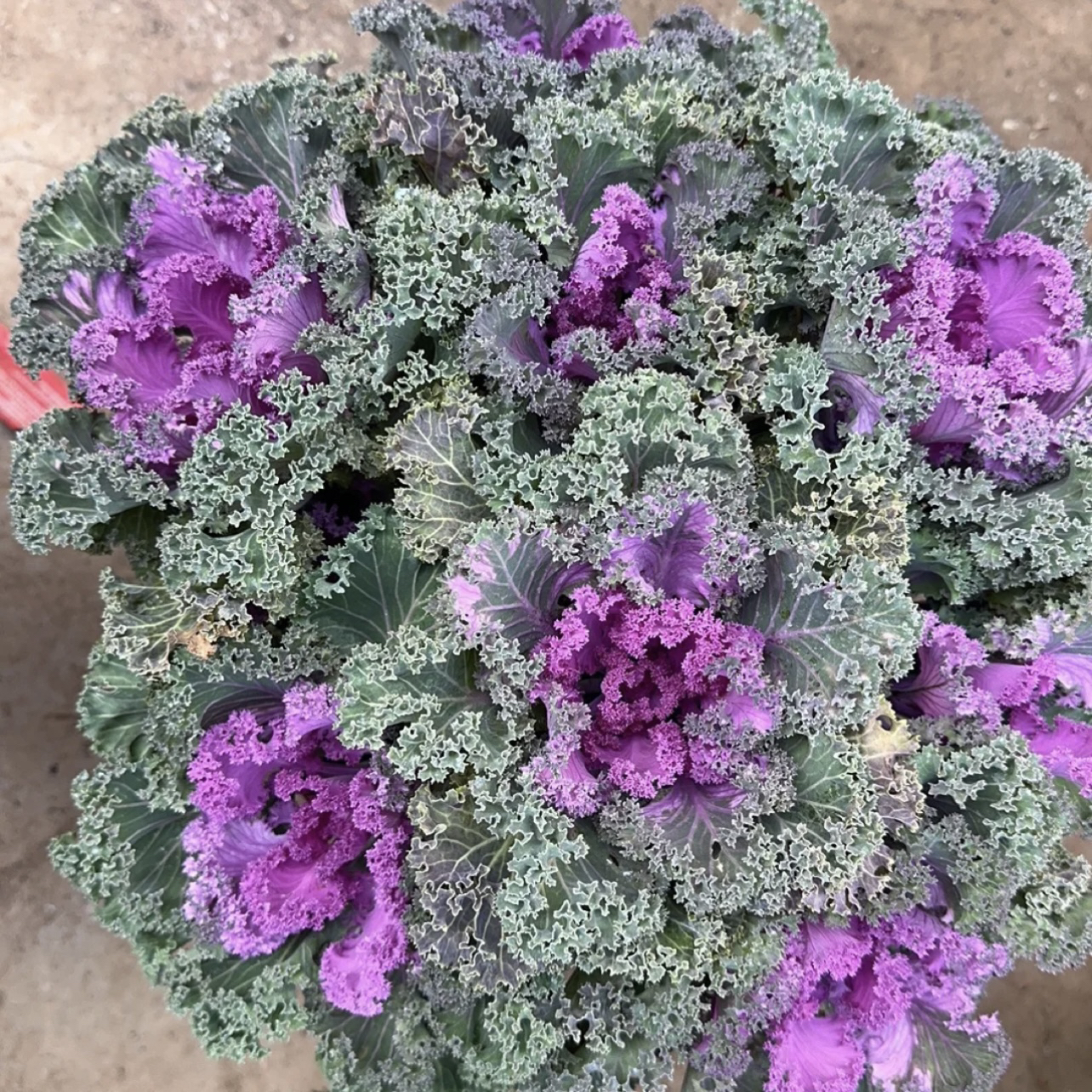 紫色冬日牡丹羽衣甘蓝盆栽多年生颜值高室内室外耐旱耐寒花卉