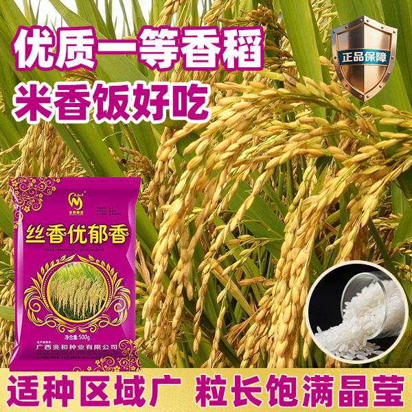 丝香优郁香正品杂交水稻种子长粒大粒浓香型稻种丝苗米高产原装稻