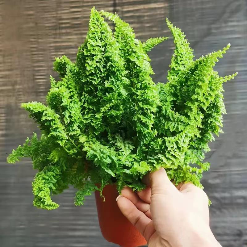 蕾丝蕨盆栽棉花糖肾蕨玛丽莎蕨类羽叶趣味装饰垂吊网红植物好养殖