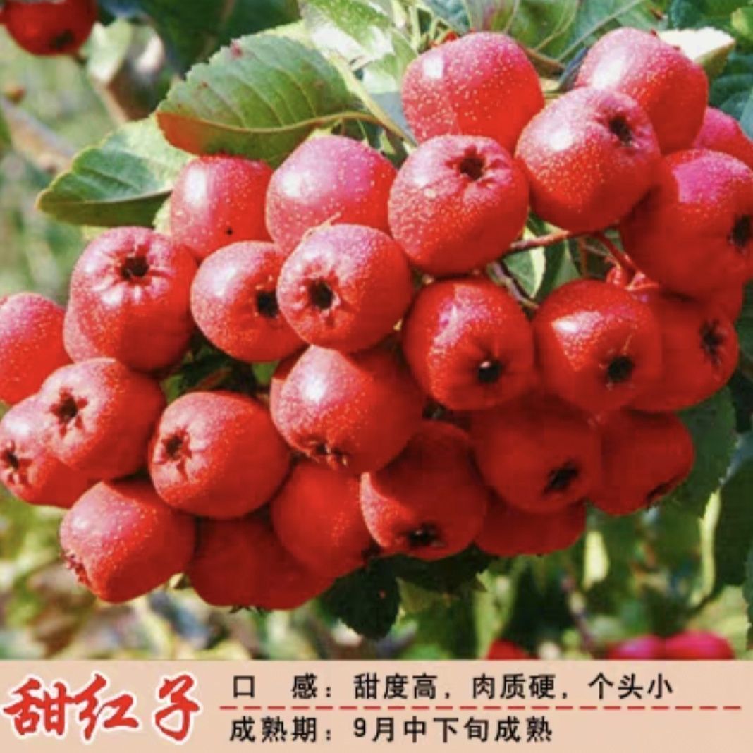 正宗嫁接山楂树苗特大矮化大果粒大金星大五棱甜红子山楂果树苗木