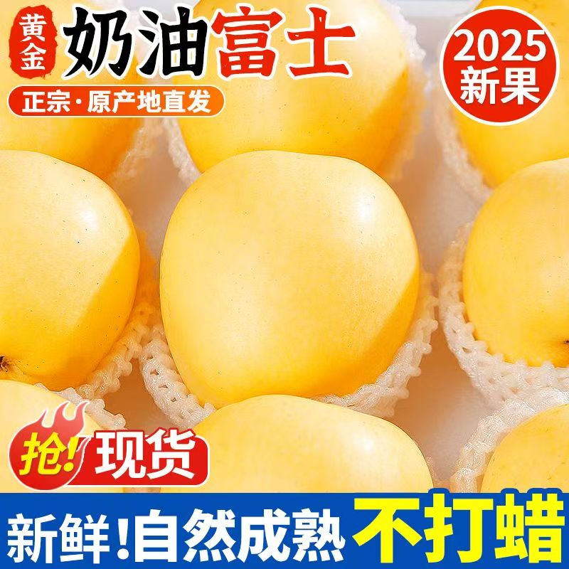 【2025新年果上市】山东烟台栖霞奶油富士苹果新鲜应季采摘产地直发
