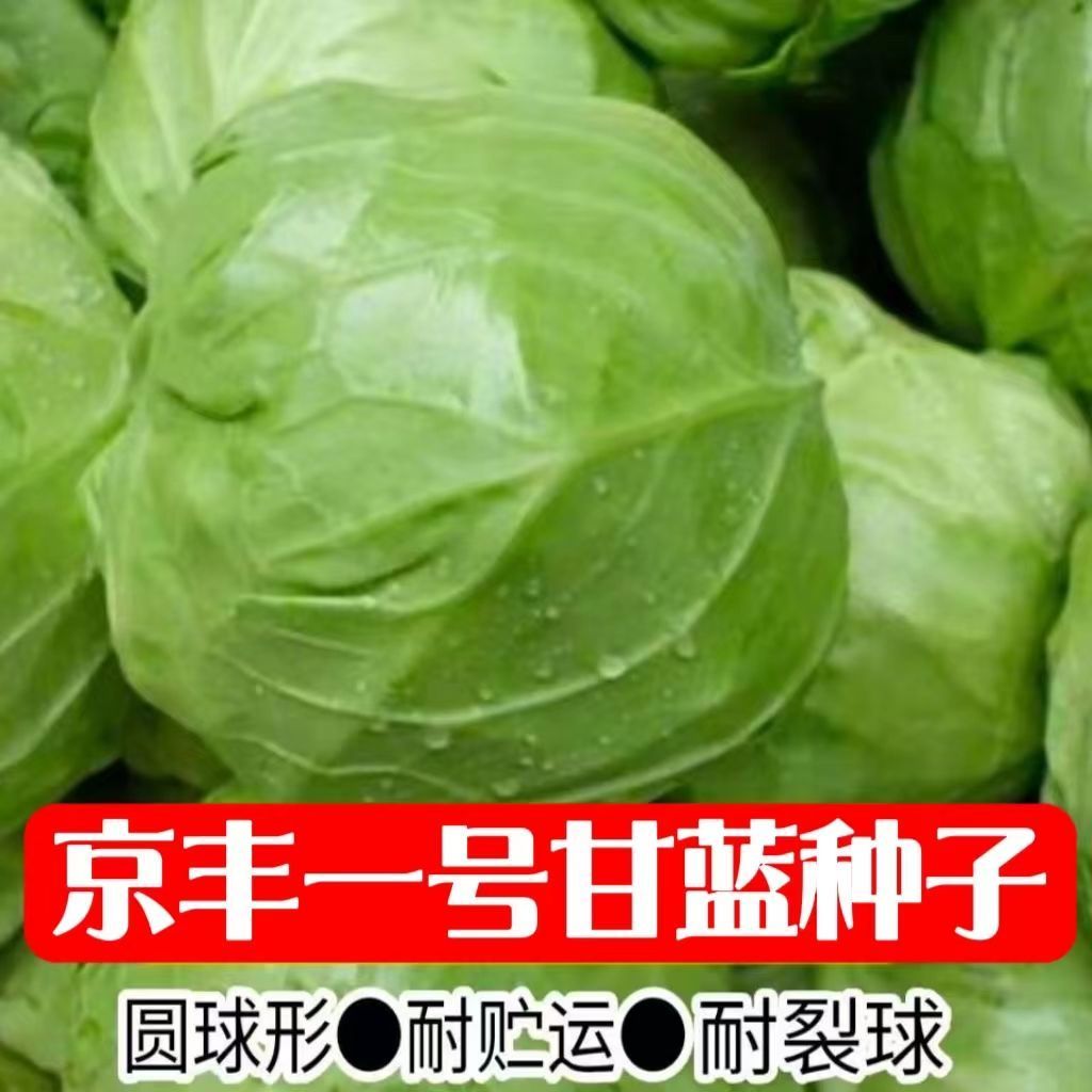 【四季种】京丰一号甘蓝种子高产杂交包菜种子阳台蔬菜种子耐秋冬育