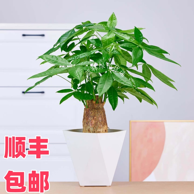 客厅落地粗杆八方老桩发财树室内盆栽办公室招财好养活绿植盆栽