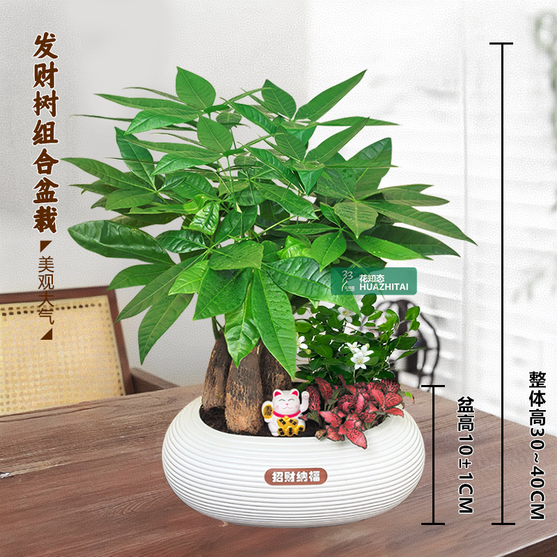 【发财树组合盆栽】绿植九里香（30~40CM）办公桌面盆栽好养常青