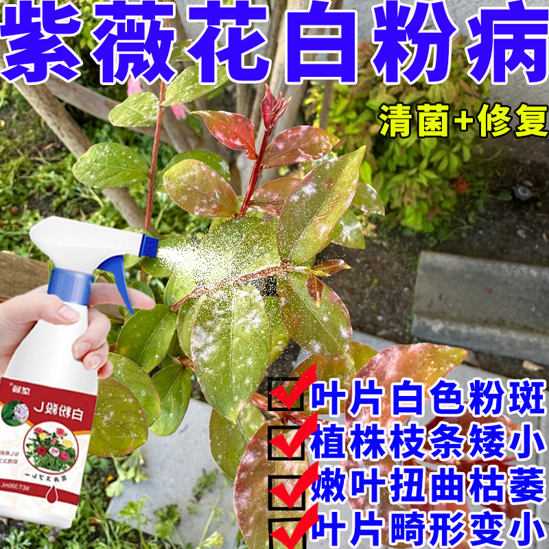 紫薇花树白粉病专用营养液叶子白粉黑斑病叶斑病灰霉病抗病清菌剂