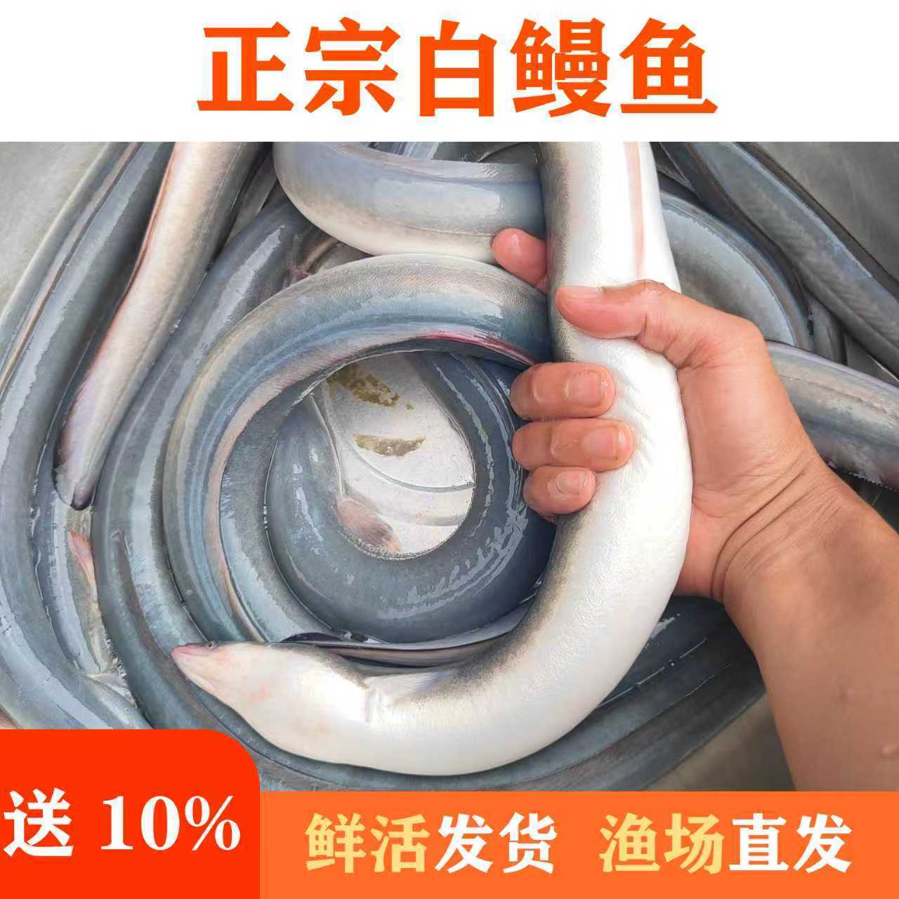 淡水鳗鱼白鳗、白鳝，养殖性观赏鳗鱼