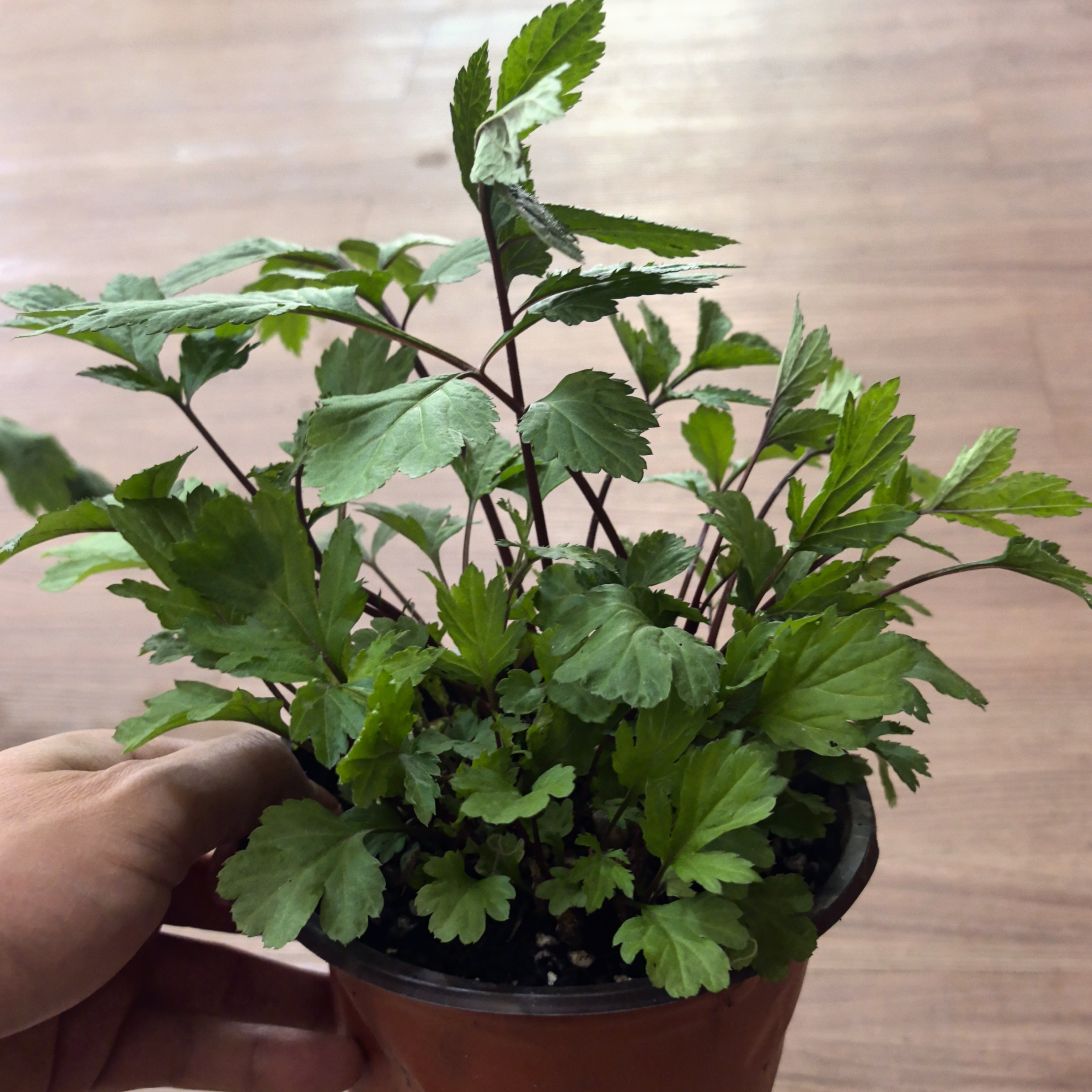 云南野生红芹菜 红毛芹真珠菜小苗新鲜蔬菜四季可种可食用盆栽