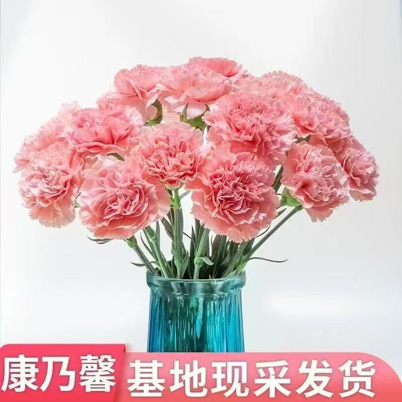 康乃馨鲜花云南昆明基地水养直发鲜切花插花母亲节礼物