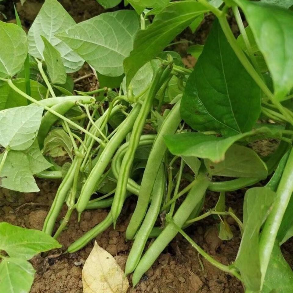 【无架豆角】种子高产无筋长豆角矮生不搭架四季可盆栽阳台庭院