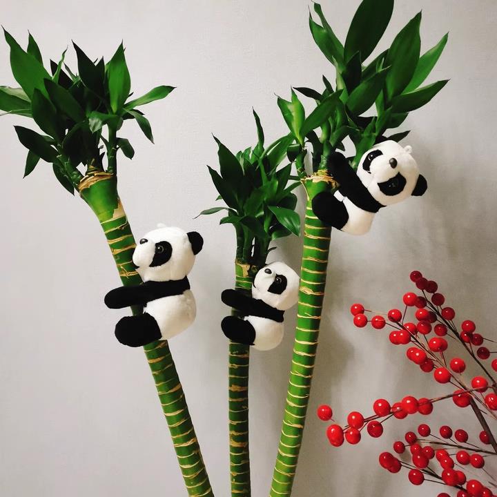 网红熊猫夹子成都基地同款夹子电视绿萝富贵竹装饰品送朋友龟背竹