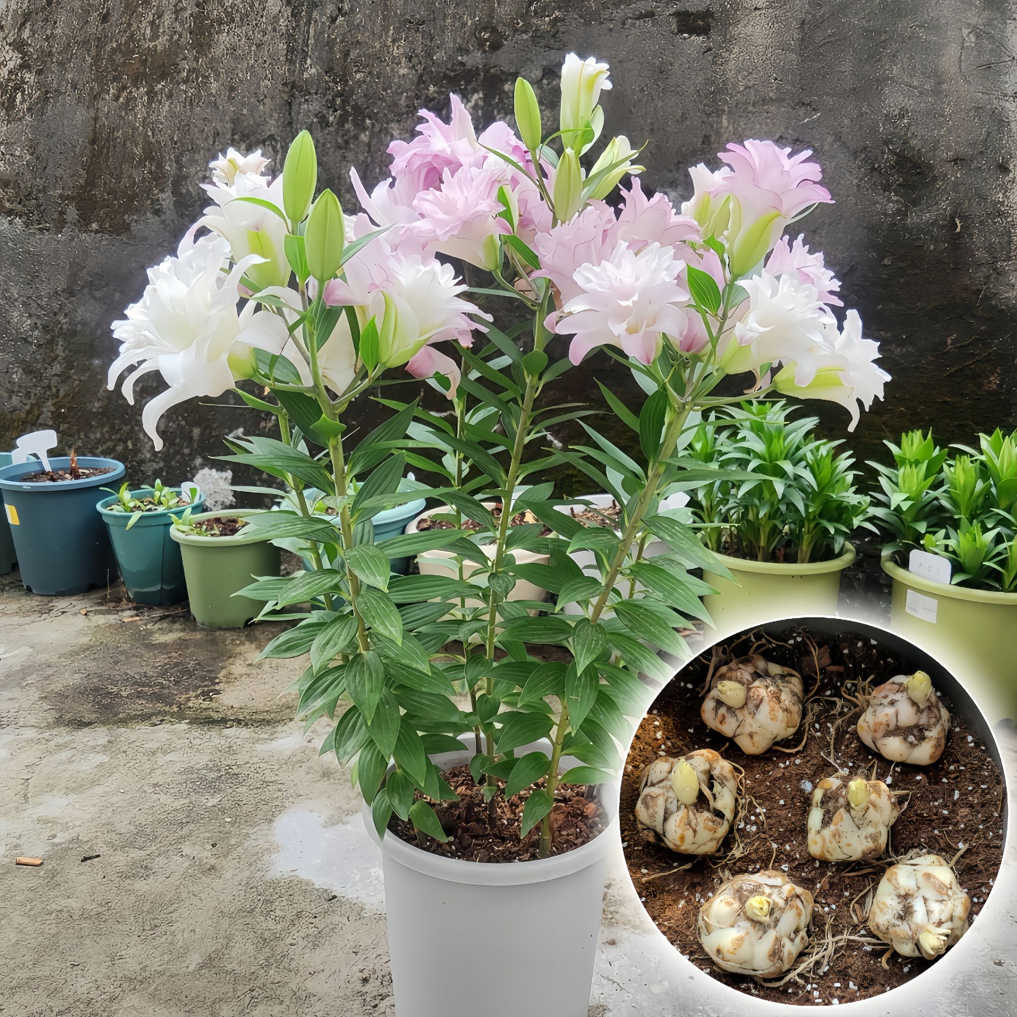 【冲浪者带芽】香水百合种球根四季种植室内外重瓣大花浓香地栽盆栽
