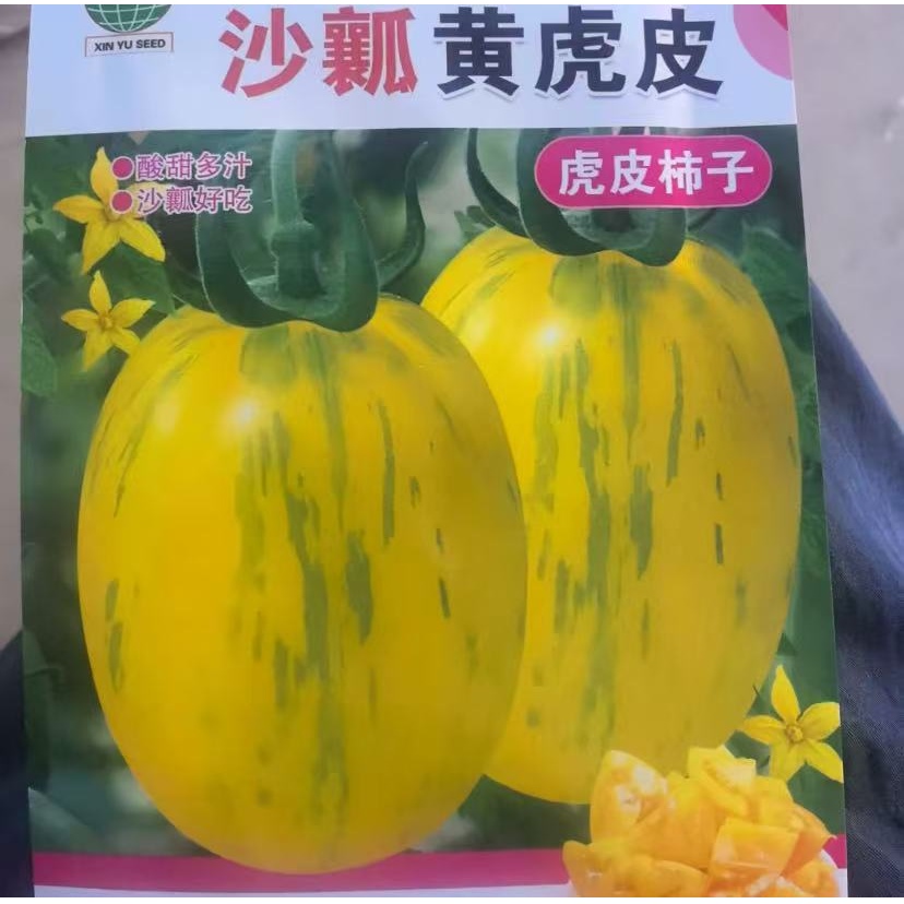 【黄虎皮柿子种子】家庭阳台小院盆栽地栽四季种植