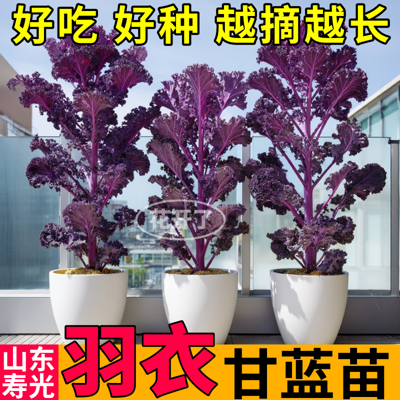 高产紫羽衣甘蓝苗秧粉绿羽衣甘蓝种子超耐寒高产四季盆栽阳台小院