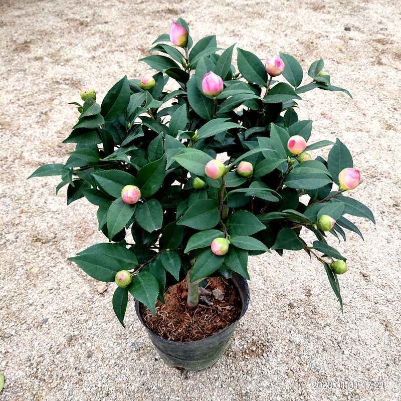 香妃茶花盆栽带花苞浓香型茶花冬春开花室内耐寒花卉植物茶花树苗