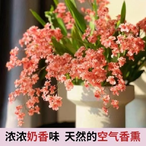 梦香文心兰盆栽满堂红多枝兰花香水阳台客厅好养开花特香年宵花