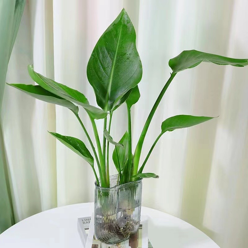 带玻璃瓶水培天堂鸟办公室净化空气桌面盆栽50-60CM四季常青观叶