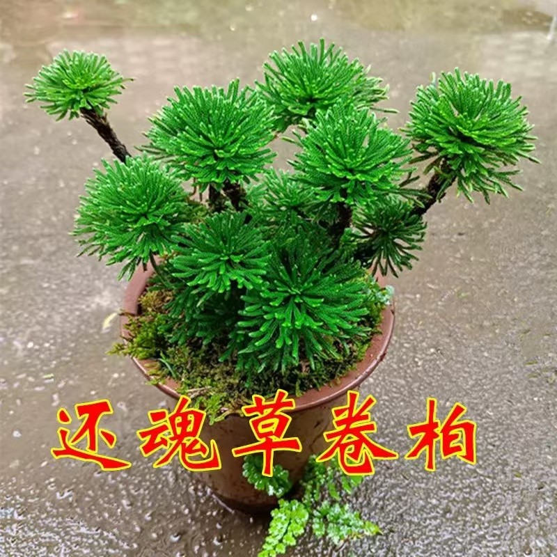 九死还魂草绿植不死草中药材还阳草卷柏密罗木盆栽凤凰草遇水就活
