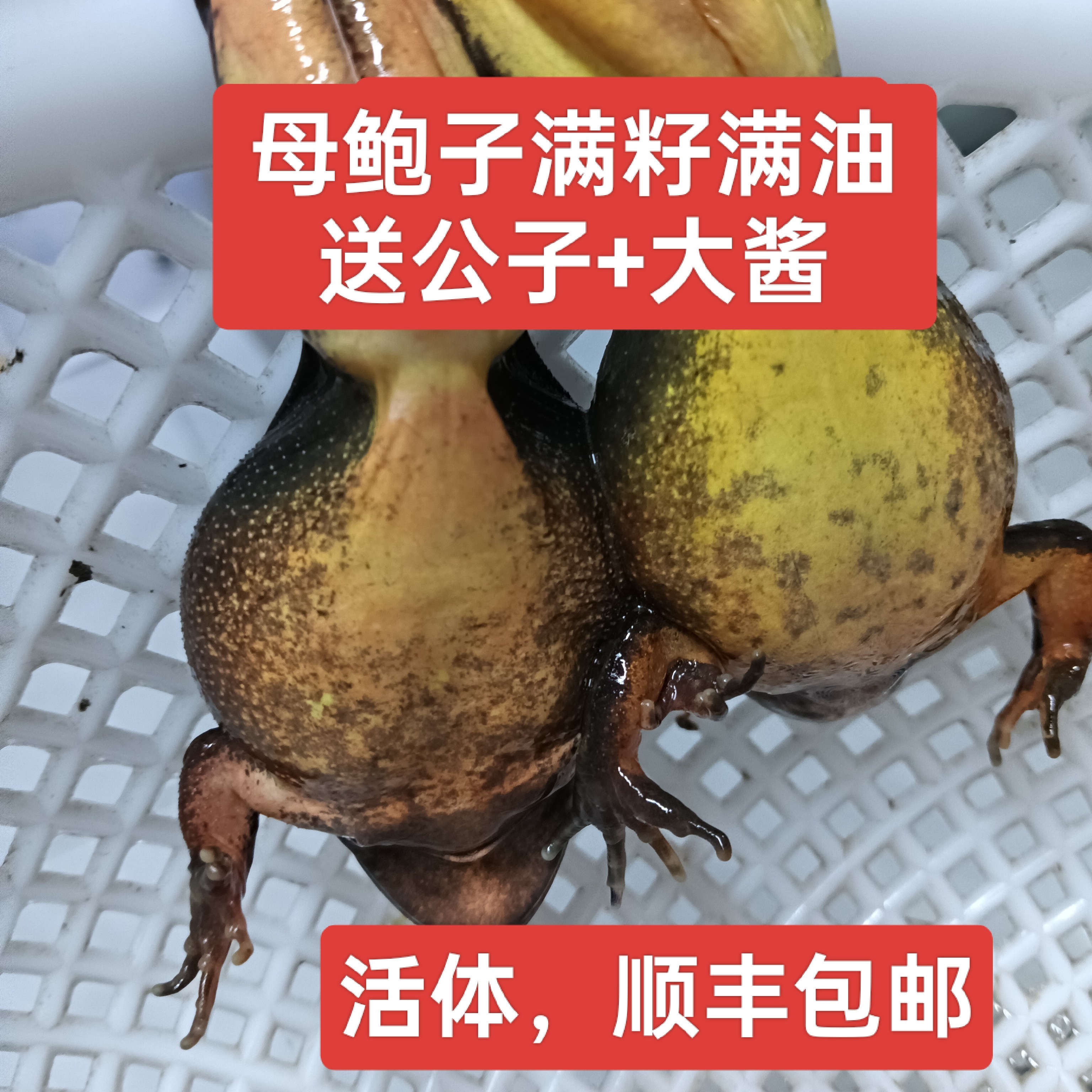 东北特产河鲜母蛤 水产品母鲍子（顺丰包邮）