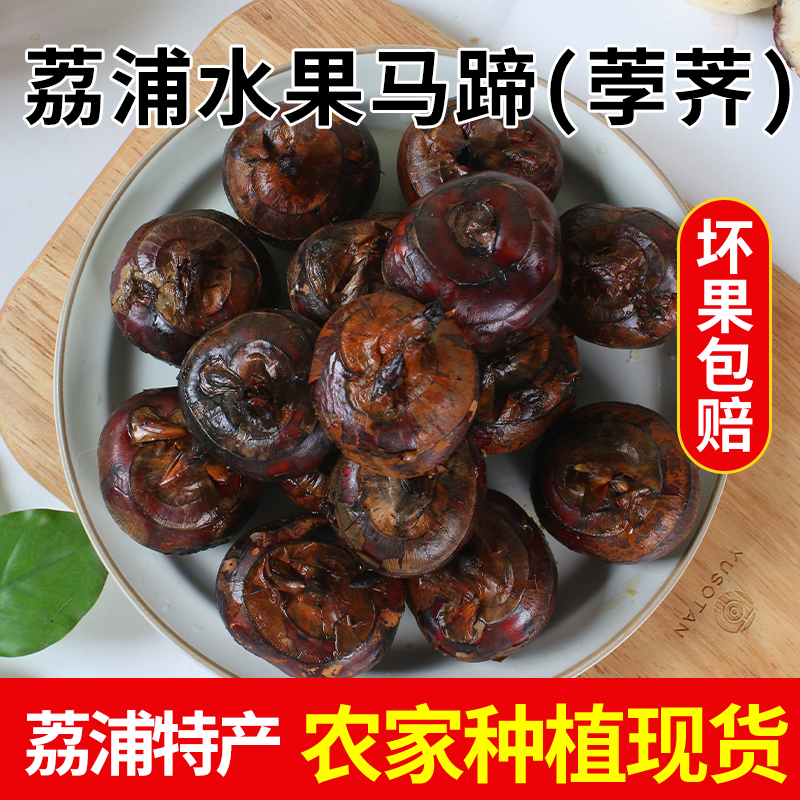 广西特产荔浦马蹄新鲜荸荠水果中大号地梨现挖现卖生鲜应季果蔬