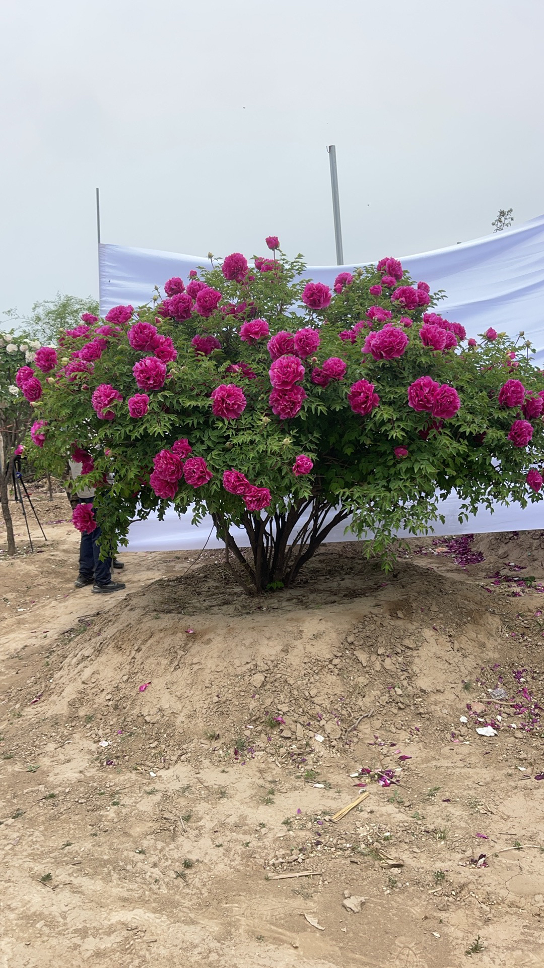 老桩丛生牡丹花紫绣球正宗牡丹花盆栽石楠花