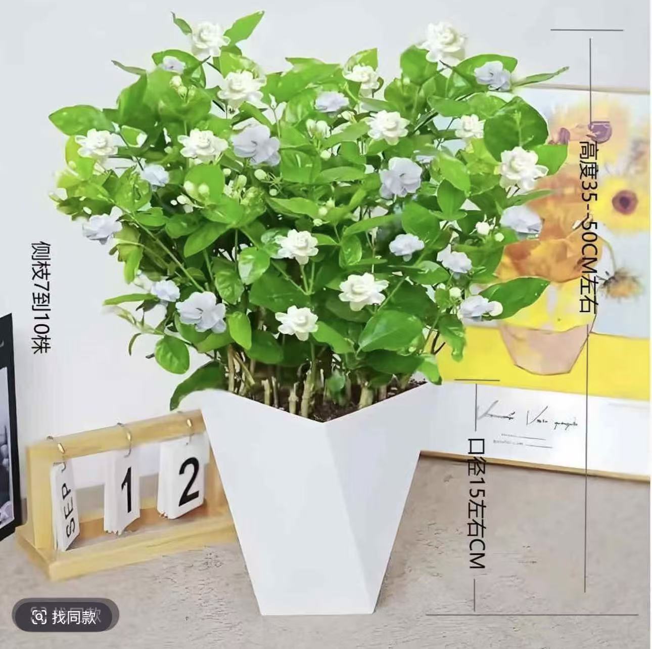 FS带花苞重瓣浓香茉莉盆栽四季开花可室内外种植好养活