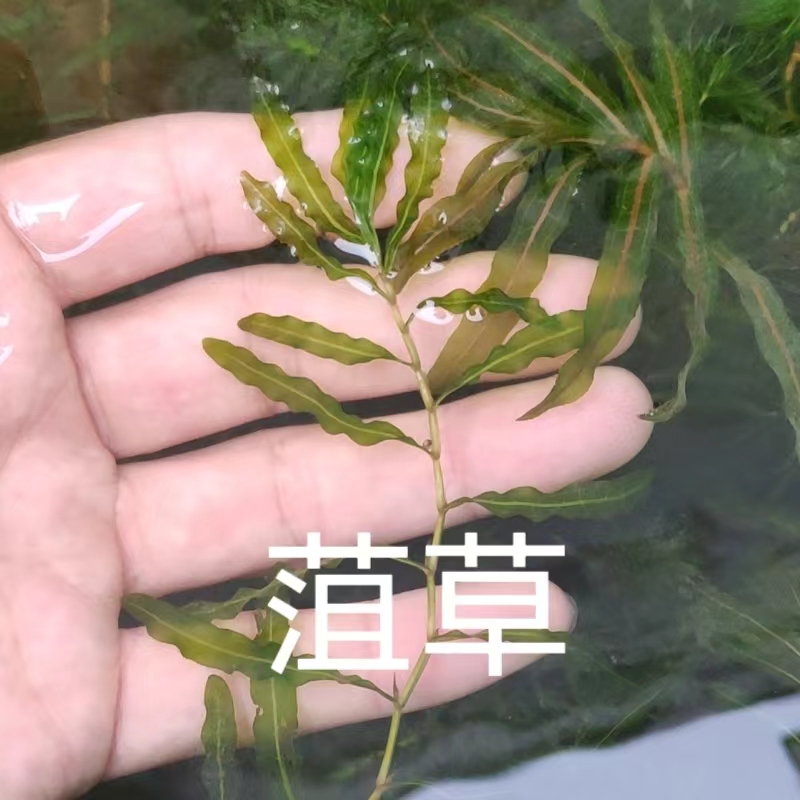 新鲜菹草真水草能过冬耐寒淡水植物鱼缸造景懒人养鱼专用钓清波鱼