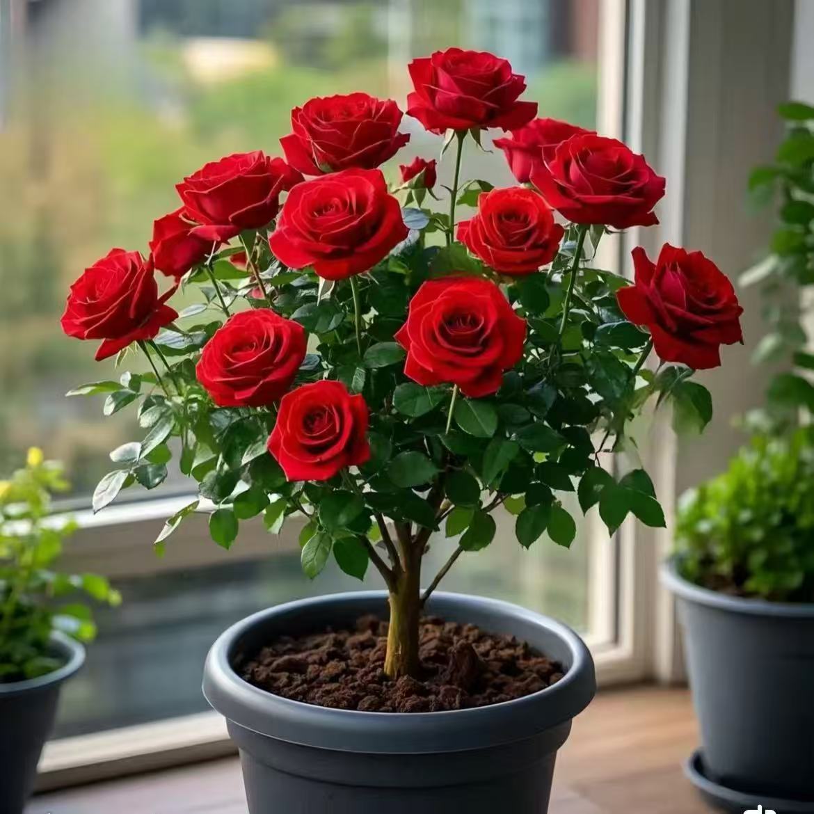 耐寒香水玫瑰老桩根树苗四季开花盆栽花卉绿植常年开花植物