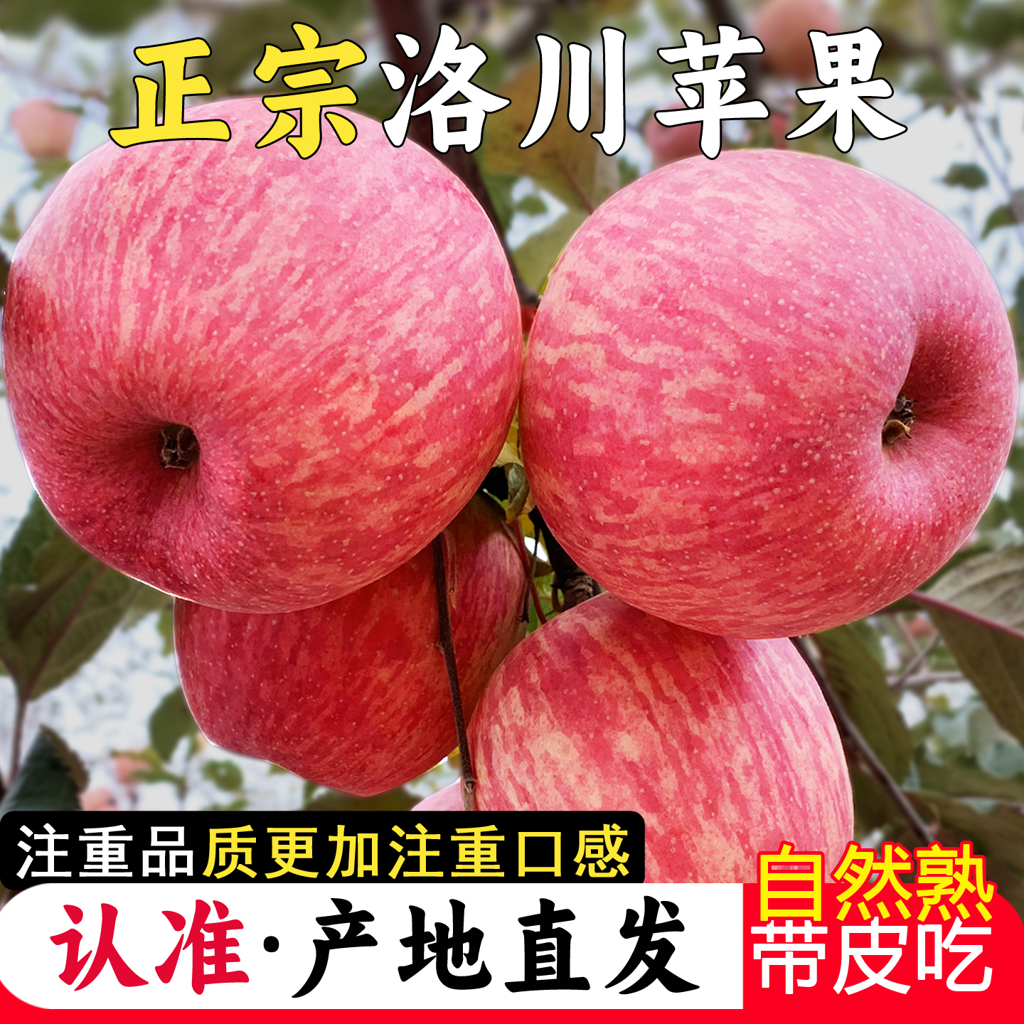 【买5斤送5斤】陕西洛川红富士苹果新鲜皮薄肉厚汁水充足5-10斤整箱