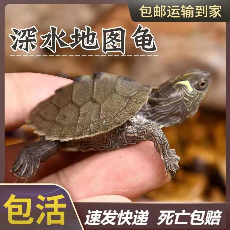 【可深水】密西西比地图深水龟苗活体可鱼缸混养观赏宠物龟