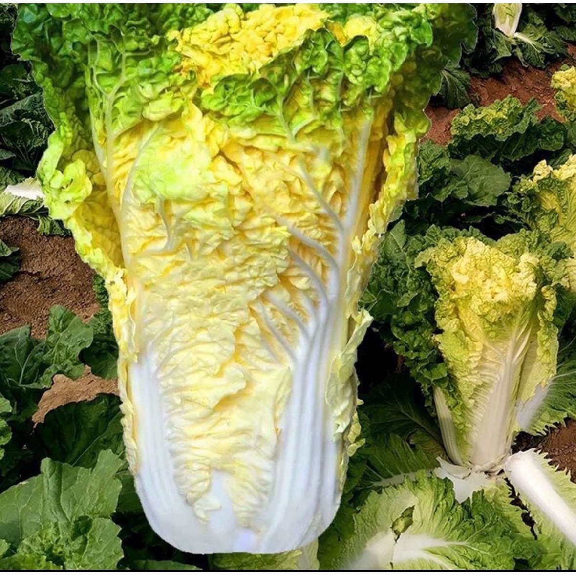 【黄冠75大黄心大白菜种子】四季种植盆栽地栽阳台小院种植