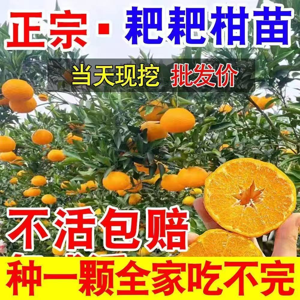正宗春见粑粑柑苗嫁接大果南北方盆地栽阳台庭院矮化耐寒当年结果