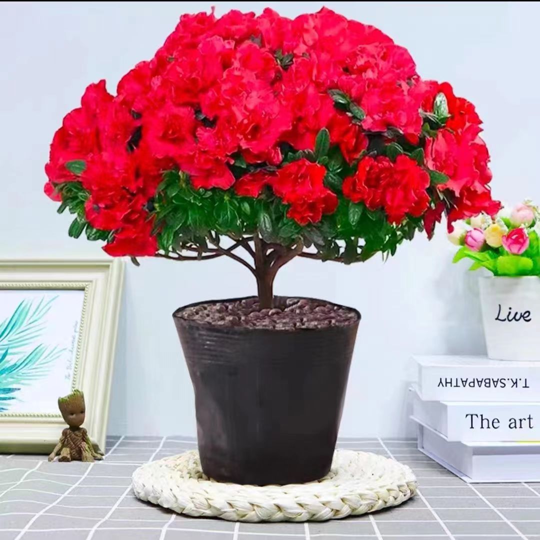杜鹃花盆栽花苞四季开花老桩花卉室内室内外植物绿植阳台好养耐寒