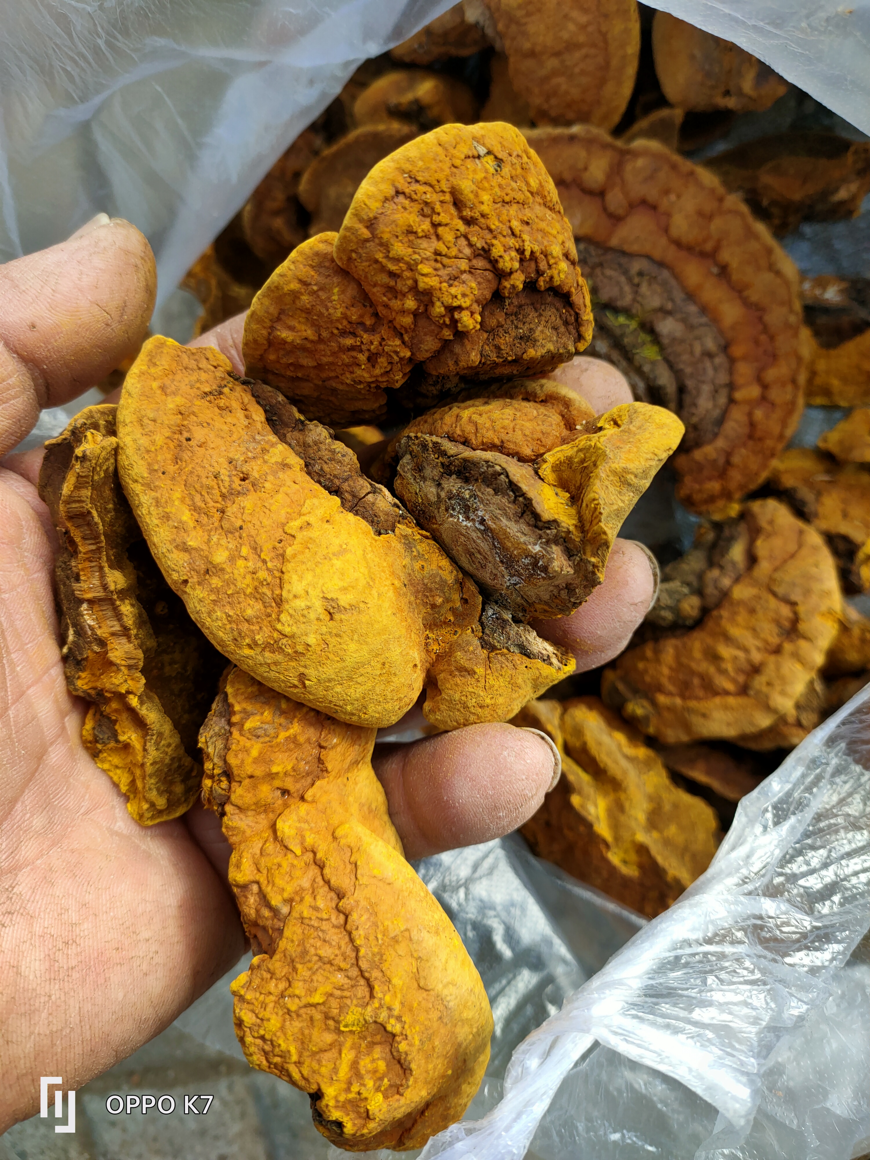 初级农副产品杨树桑黄500克