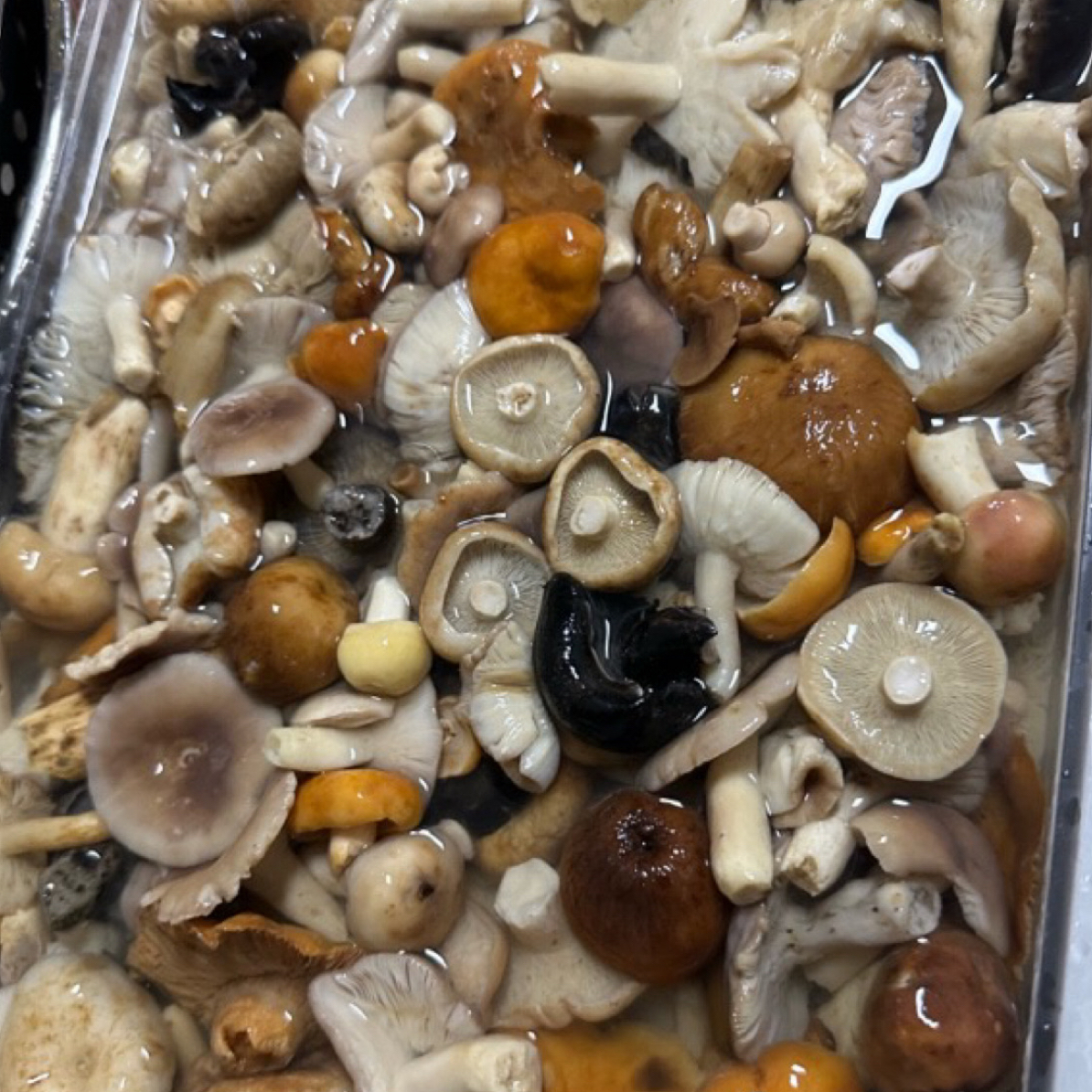 四川深山新鲜野生青头菌等杂菌真空包装发货